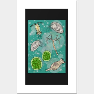 Freshwater Organisms Posters and Art